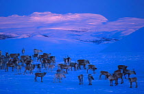 Reindeer herd in snow {Rangifer tarandus} Buskerud, Norway