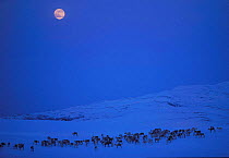 Reindeer herd in snow at night with full moon {Rangifer tarandus} Buskerud, Norway