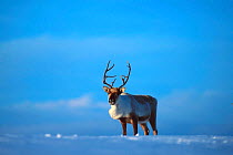 Reindeer in snow {Rangifer tarandus} Buskerud, Norway