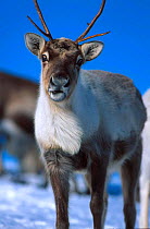 Reindeer {Rangifer tarandus} Buskerud, Norway