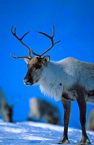 Reindeer in winte {Rangifer tarandus} Buskerud, Norway