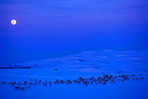 Reindeer herd in snow at night with full moon {Rangifer tarandus} Buskerud, Norway