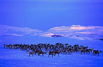 Reindeer herd in snow at night {Rangifer tarandus} Buskerud, Norway