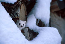 Stoat in white winter coat by log pile {Mustela erminea} Norway