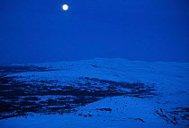 Winter landscape with Reindeer in snow. Late evening with full moon. Buskerud, Norway