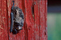 Particoloured bat roosting {Vespertilio murinus} Norway