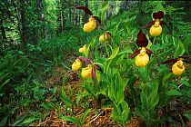 Yellow ladies slipper orchid flowering in woodland {Cypripedium calceolus} Norway