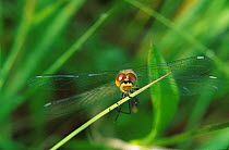 Brown aeshna dragonfly {Aeshna grandis} Norway