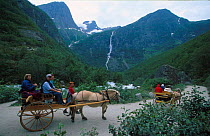 Tourists travel in horse drawn carriage to Briksdal glacier, Olden, Jostedalsbreen NP, Sogn og Fjordane, Norway