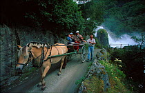 Tourists travel in horse drawn carriage to Briksdal glacier, Olden, Jostedalsbreen NP, Sogn og Fjordane, Norway