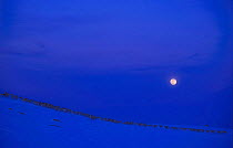 Reindeer migrating across winter landscape with full moon {Rangifer tarandus} Reinsjofell, Norway