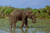 Indian elephant feeding in swamp {Elephas maximus} Sri Lank
