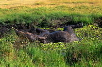 African elephant wallowing in mud {Loxodonta africanus} Masai Mara, Kenya