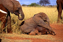 African elephant calves playing {Loxodonta africana} Lake Jipe, Kenya