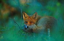 Red fox resting {Vulpes vulpes} Norway