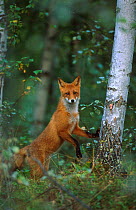 Red fox standing against tree to get view {Vulpes vulpes} Norway