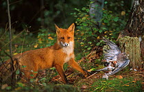 Red fox {Vulpes vulpes} feeding on wood pigeon. Norway