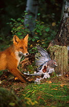Red fox {Vulpes vulpes} feeding on wood pigeon. Norway