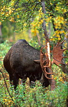 Moose rubbing velvet off antlers against tree {Alces alces} Sarek NP, Norway