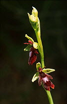 Fly orchid {Ophrys insectifera} Norway