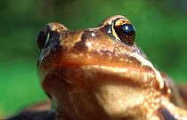 Common frog portrait {Rana temporaria} Norway