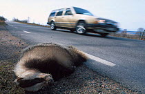 Badger road kill {Meles meles} Sweden