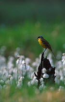 Yellow wagtail {Motacilla flava} and cotton grass, Norway