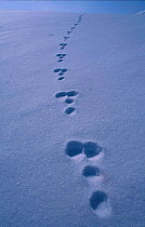 Mountain hare tracks in snow {Lepus timidus} Norway