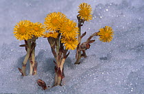Coltsfoot flowering in snow {Tussilago farfara} Norway - first wild flower of the year