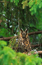 Long eared owl in conifer {Asio otus} Norway