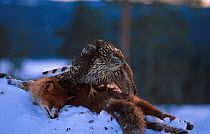 Northern goshawk {Accipiter gentilis} juvenile mantling Fox carcass. Norway