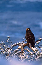 Golden eagle perched in conifer {Aquila chrysaetos} Norway