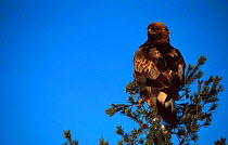 Golden eagle perched in conifer tree {Aquila chrysaetos} Norway