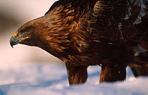 Golden eagle close up in snow {Aquila chrysaetos} Norway