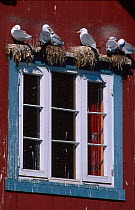 Kittiwakes nesting {Rissa tridactyla} above window in fishing village, A in Lofoten, Noway
