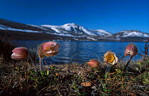 Dovrefjell, Norway with Spring pasque flowers in foreground {Pulsatilla vernalis}