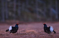 Black grouse males courtship display at lek {Tetrao tetrix} Norway