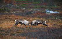 Male Reindeer fighting {Rangifer tarandus} Norefjell, Buskerud, Norway