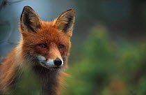 Red fox portrait {Vulpes vulpes} Norway