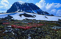 Rondane NP, Norway with Alpine azalea {Loiseleuria procumbens} in foreground
