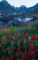 Midnight sun on fishing village, A Lofoten, Nordland, Norway