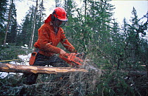 Man cutting timber with chain saw. Norway
