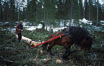 Horse dragging timber from woodland. Norway