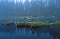 Mist over lake with Cotton grass {Eriophorum vaginatum} Norway