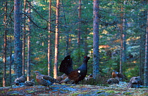 Capercaillie male courtship display in front of females {Tetrao urogallus} Norway