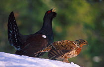 Capercaillie male courtship display to female {Tetrao urogallus} Norway