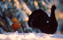 Capercaillie female with male displaying in background {Tetrao urogallus} Norway