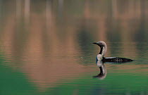 Black throated diver on water {Gavia arctica} Norway
