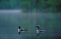 Black throated diver pair on water {Gavia arctica} Norway