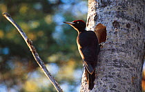 Black woodpecker {Dryocopus martius} at nest hole in tree. Norway